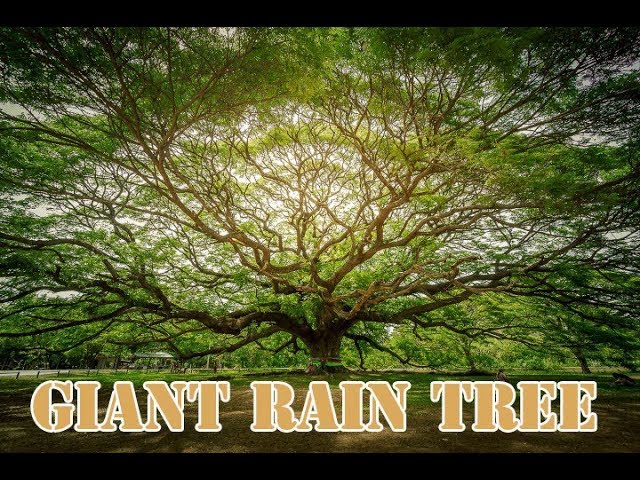 ต้นจามจุรีหรือก้ามปูยักษ์ - amazingthailand.org