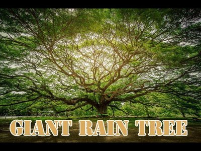 Giant Rain Tree