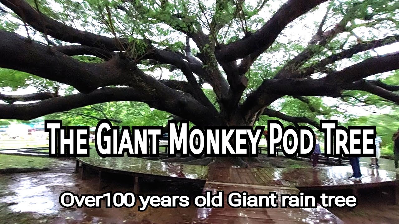 Giant Rain Tree - amazingthailand.org