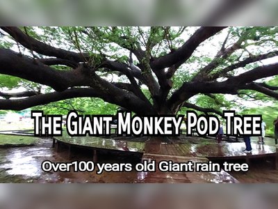 Giant Rain Tree