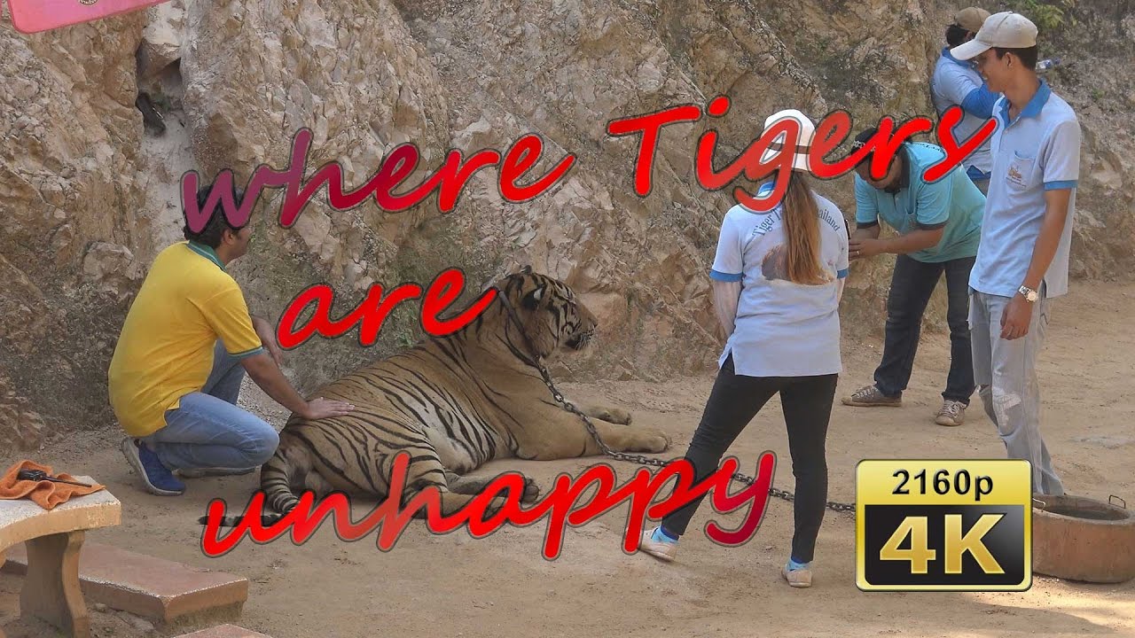 วัดเสือ (วัดป่าหลวงตาบัว) - amazingthailand.org