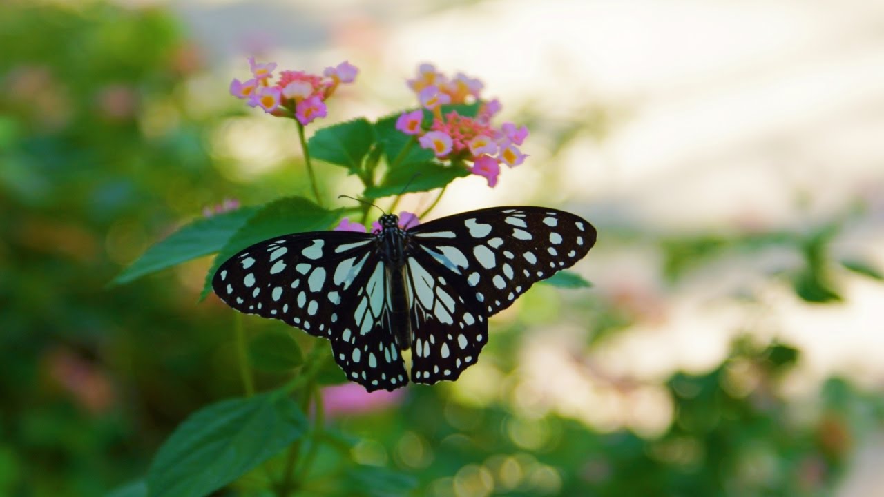 Bangkok Butterfly Garden & Insectarium - amazingthailand.org