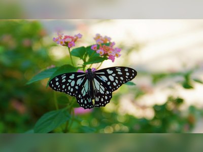 Bangkok Butterfly Garden & Insectarium