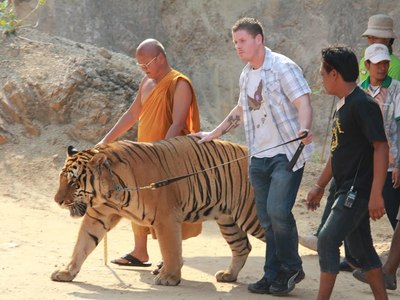 Tiger Temple (Wat Pa Luang Ta Bua) - amazingthailand.org