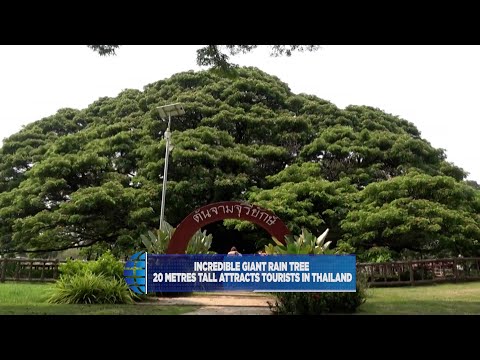ต้นจามจุรีหรือก้ามปูยักษ์ - amazingthailand.org