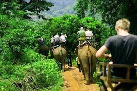 Trekking and Elephant Trekking - amazingthailand.org