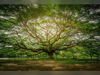 Giant Rain Tree - amazingthailand.org