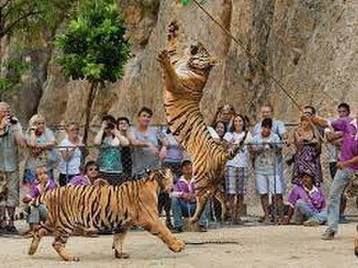 Tiger Temple (Wat Pa Luang Ta Bua)