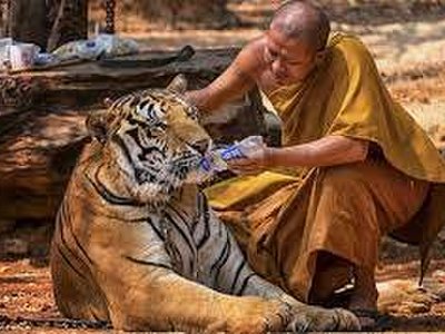 Tiger Temple (Wat Pa Luang Ta Bua)