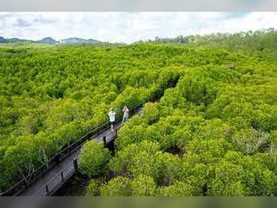 Walk through the Pranburi Forest Park Mangrove