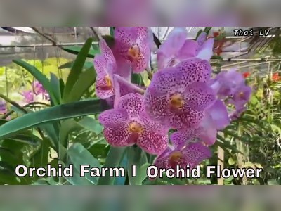 Phuket Orchid Farm - amazingthailand.org