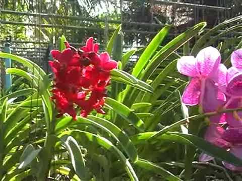 Phuket Orchid Farm - amazingthailand.org
