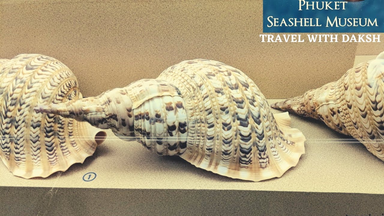 Phuket Seashell Museum - amazingthailand.org