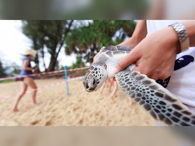 Mai Khao Marine Turtle Foundation - amazingthailand.org