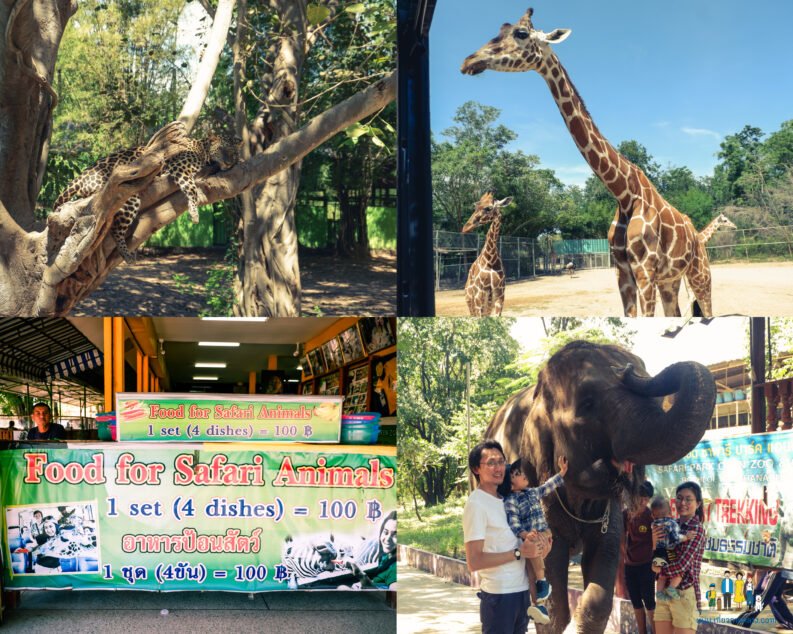 สวนสัตว์เปิดซาฟารีปาร์ค (กาญจนบุรี) - amazingthailand.org